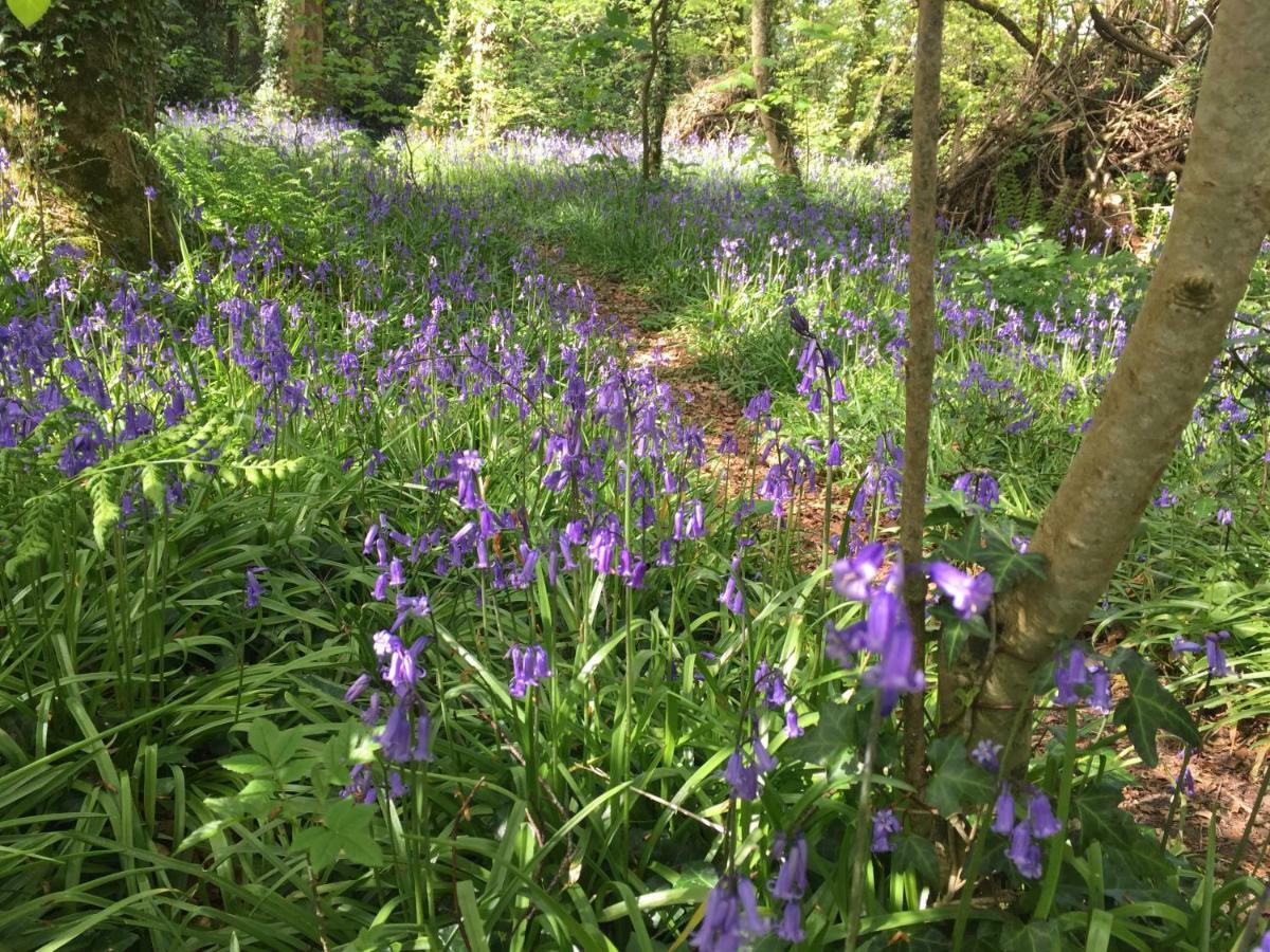 Blackhill Woods Retreat Abbeyleix Zewnętrze zdjęcie